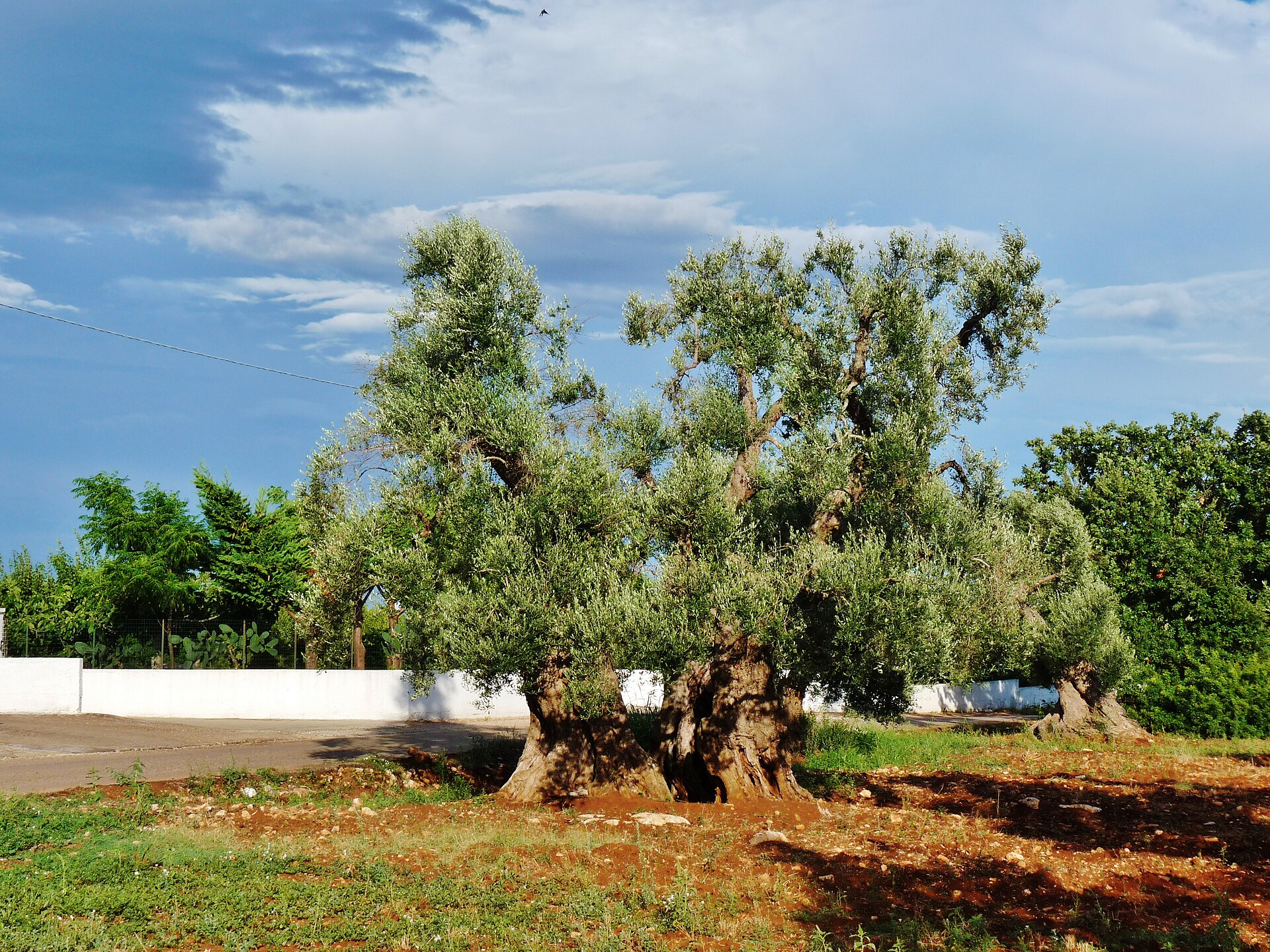 Ceglie Messapica