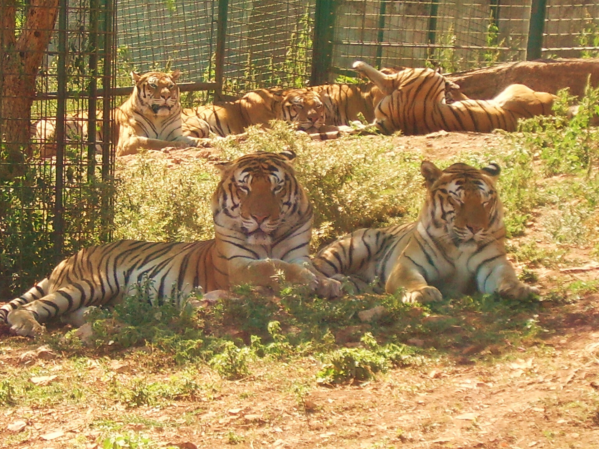 ZooSafari